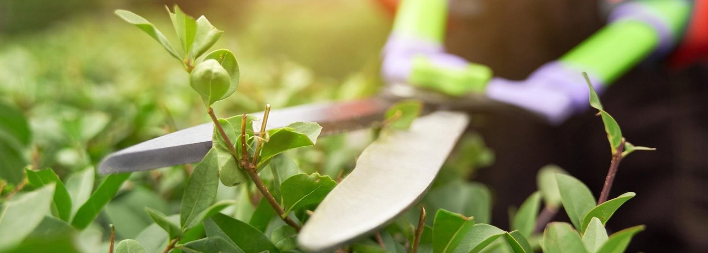 Servicio de Jardinería en Lima